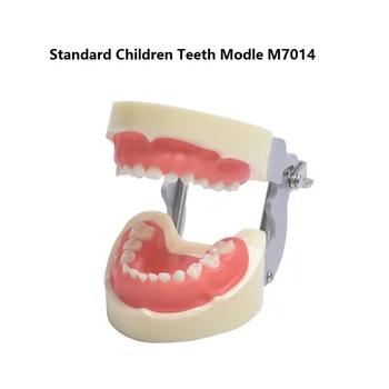 Lapse Hammaste Mudel M7014 Pehme Kummi/Hambaravi Uuring, hammaste Mudel Hambaarsti koolitusel ja see Hammas Mudel Lapsed Standard Laste Mudel